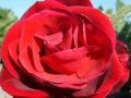 MAANAM Róża 