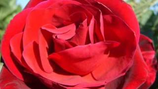 Róża Music Video