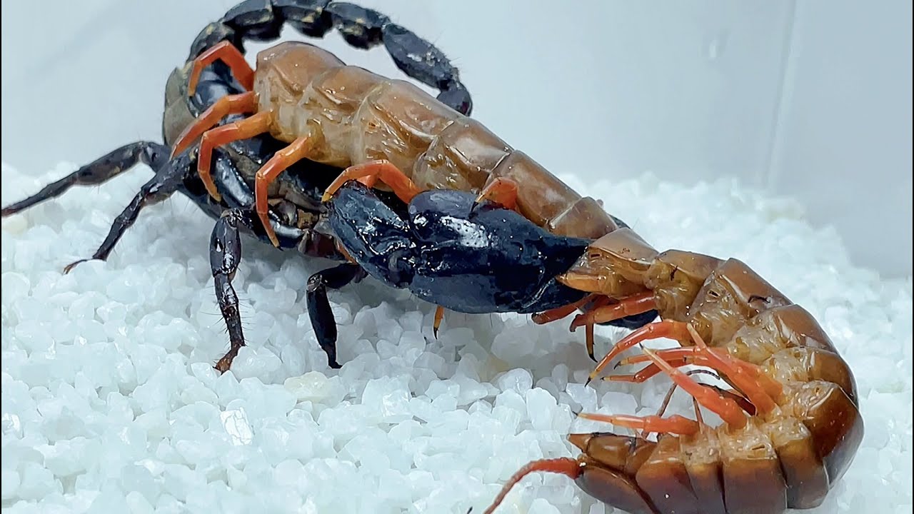 巨型蜈蚣vs蝎子 史诗级战斗 Giant centipede vs scorpion,Epic battle,Centipedes prey on Heterometrus spinifer
