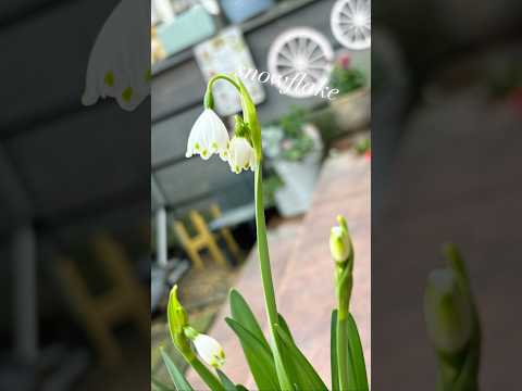 小低木のバラ「スノーフレーク」 植物