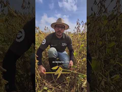 ESPAÇAMENTO MUDA DE REGIÃO P REGIÃO? | @rallydasafra