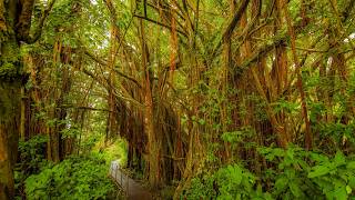 Peaceful Walk Through Hawaii's Tropical Jungle in 4K | Lyon Arboretum with Real Nature Sounds (Ep 3)
