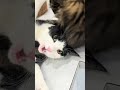 Biting Is My Thing Why D You Stop