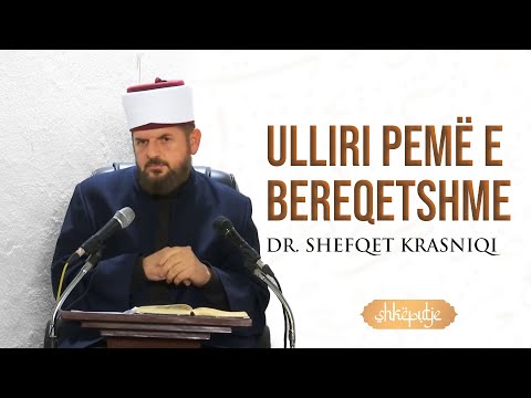 Ulliri pemë e bereqetshme