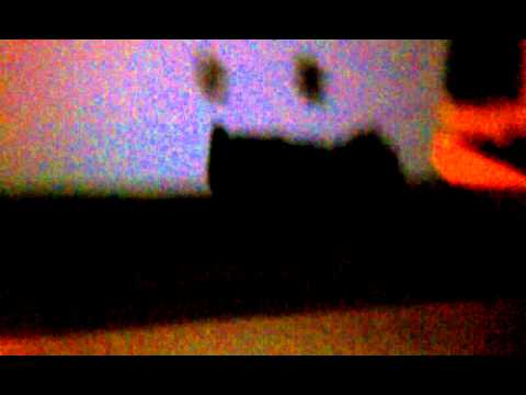 Zsa zsa my mini schnauzer