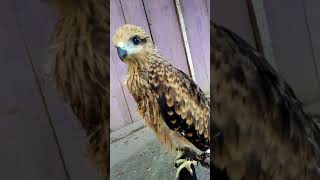 Download lagu Elang BK (Black Kite) Usia 25 Hari. mp3