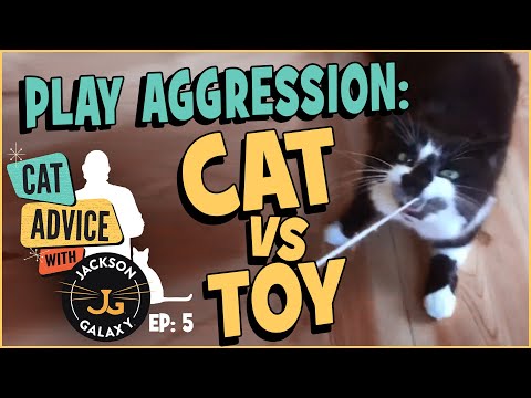 When play goes too far: Cat vs. Toy