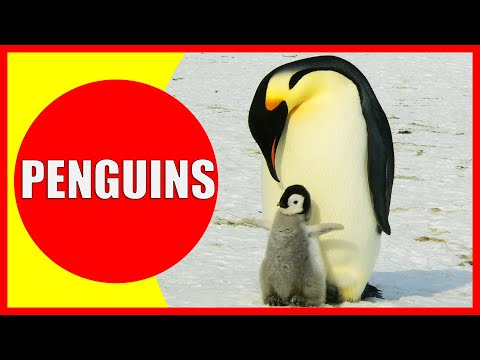 PENGUINS FOR KIDS - Penguin Facts for Children, Kindergarten and Preschoolers