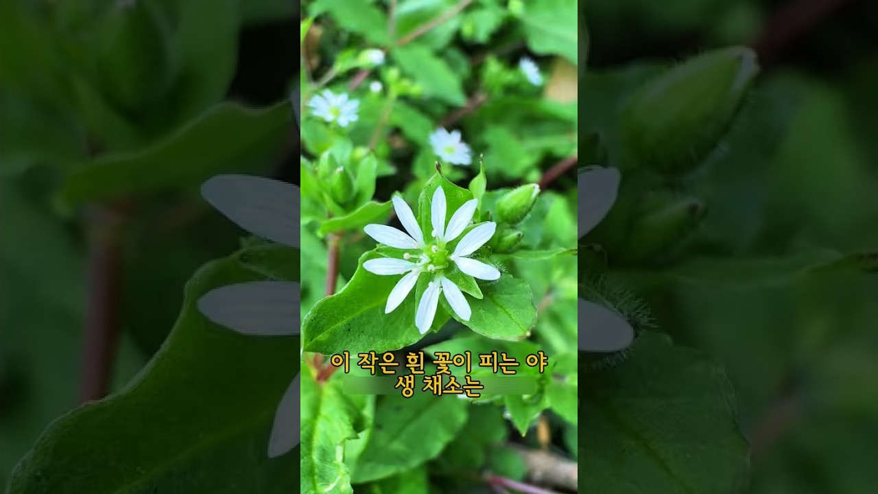 논두렁에 가득한 들나물