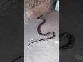 अजगर सांप Shortvideo Snake Azgar Tiktok Shorts Cobra Kingcobra Animals Viral Saanp