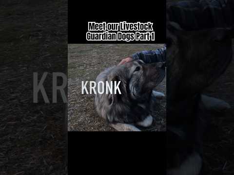 A little about Kronk #sarplaninac #livestockguardiandog #workingdog #farmanimals #animals #dog
