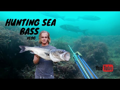 Spearfishing Sea Bass Autumn UK | Personal BEST