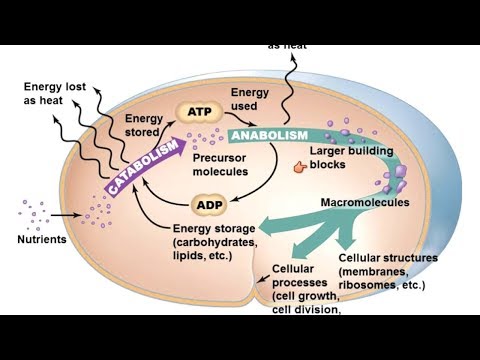 download lagu mp3 mp4 Microbial, download mp3 Microbial free download, download mp3 Microbial