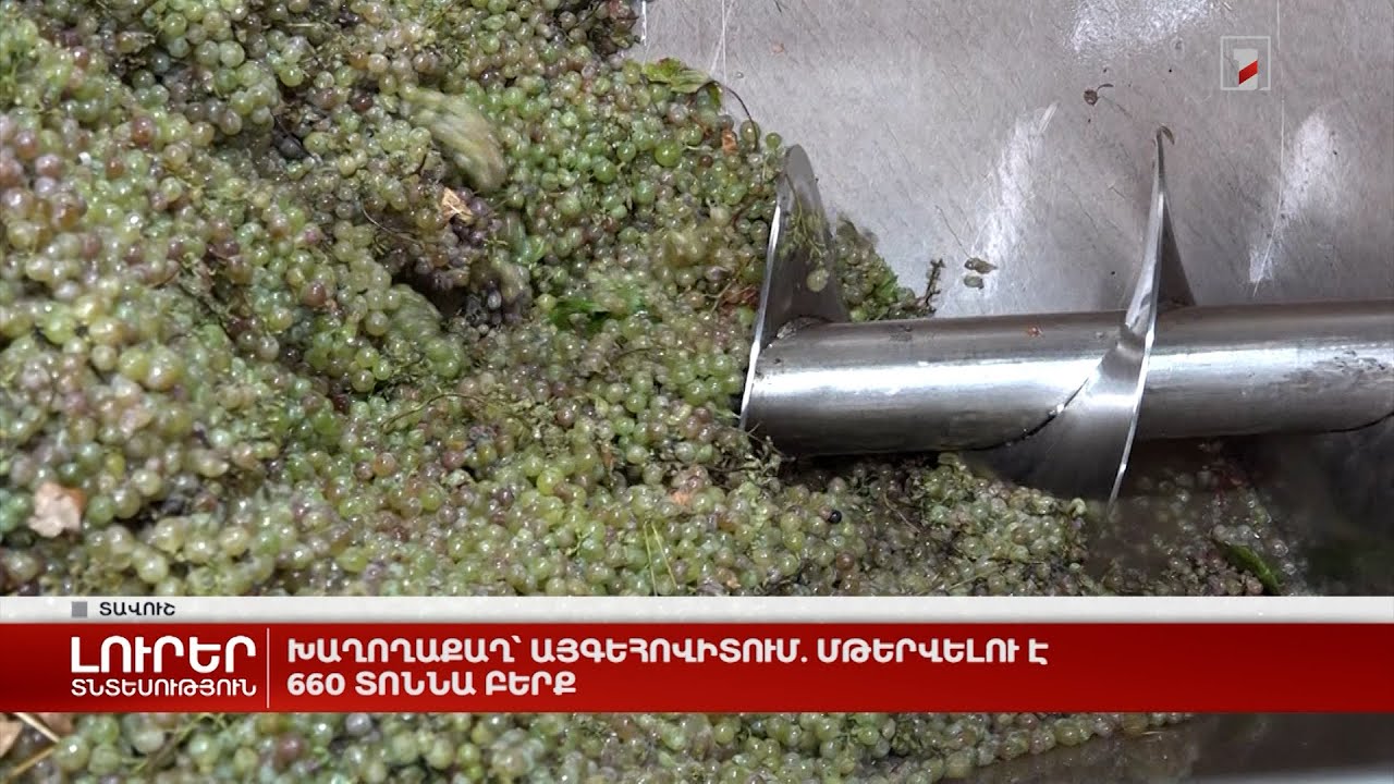 Խաղողաքաղ՝ Այգեհովիտում. մթերվելու է 660 տոննա բերք