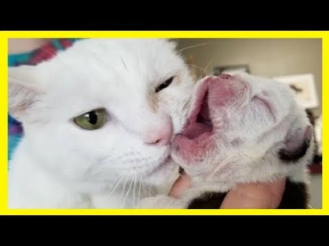 子犬にミルクをあげてもいいですか?