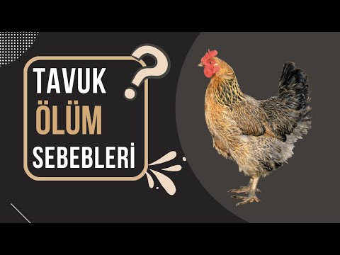 , title : 'Tavuklarda Ölüm Sebepleri? | Ani Ölümler | Tavuk Hastalıkları'