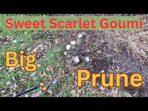 Radical Winter Pruning: Sweet Scarlet Goumi Rejuvenation