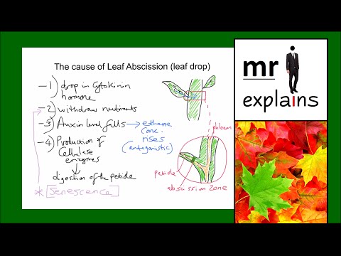 mr i explains: The cause of Leaf Abscission (leaf drop)