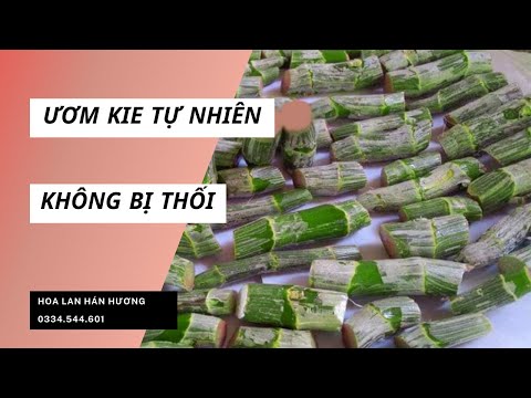 Hoa Lan Hán Hương
