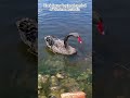 Mature adult black Swan enjoying the sunshine