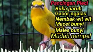 Download lagu Suara Pleci untuk Pancingan pleci Mudah Nempel dan Gacor mp3