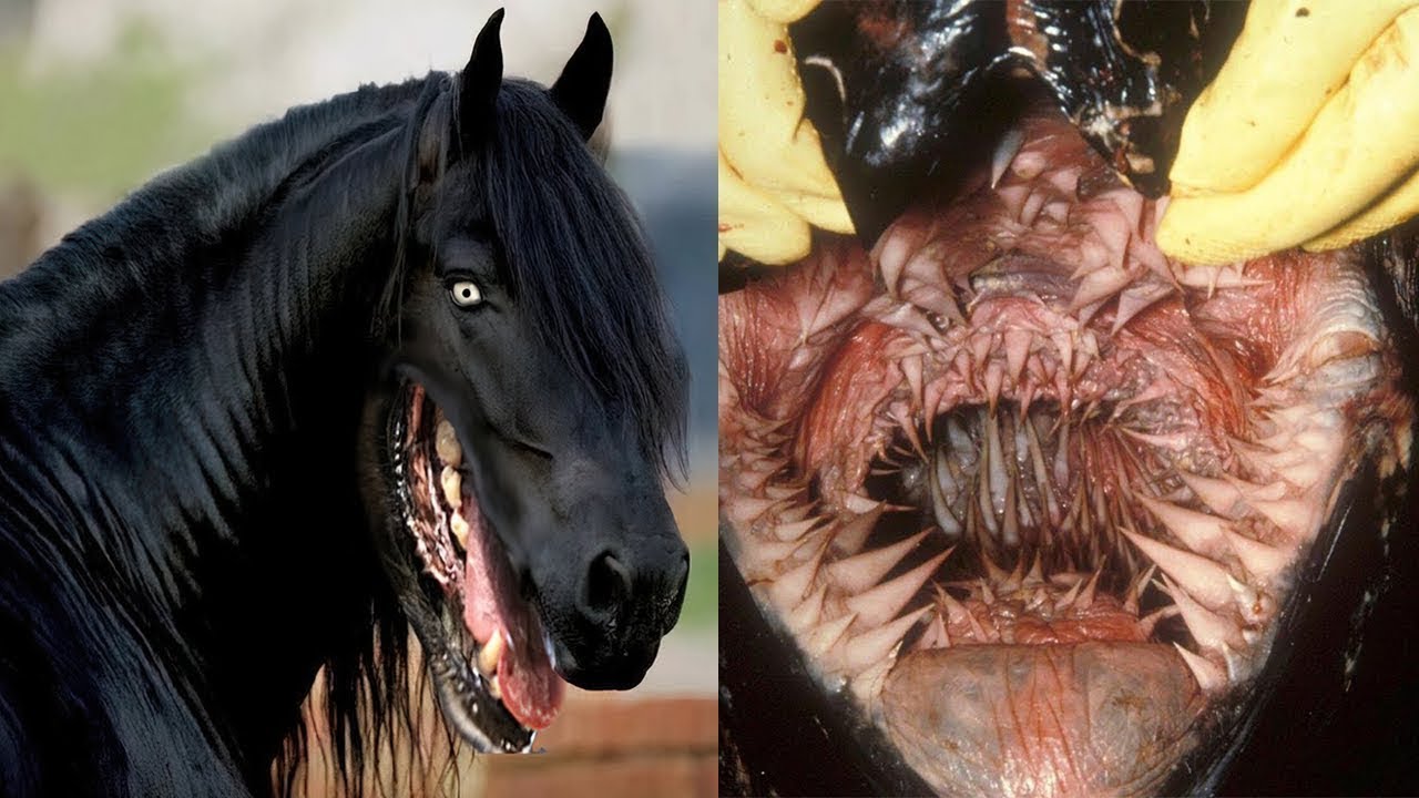 DEADLIEST ANIMALS Mouths You Won’t Believe Are Real Until You See Them