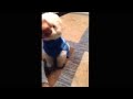 Sit Boo Boo Sit Good Boy