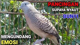 Download lagu Suara perkutut BETINA memanggil JANTAN - suara PANCINGAN supaya Nyaut bunyi mp3