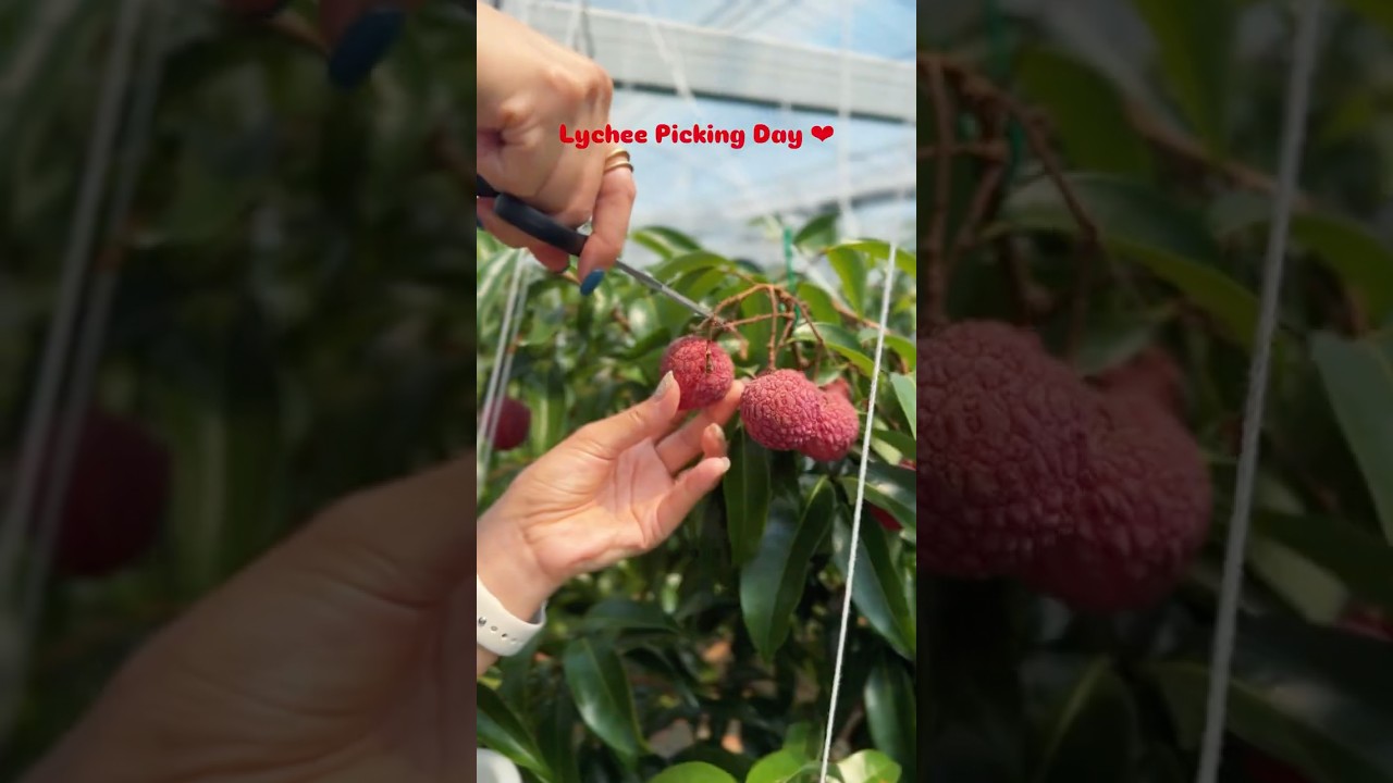 福岡で生ライチ摘み体験♡ #Lychee #minivlog #fukuoka