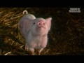 Bande Annonce Le Petit Monde De Charlotte Comme Au Cinéma