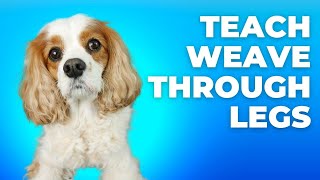 Teach a Dog to Weave Through Your Legs While Walking | Easy Tricks to Teach Your Cavalier