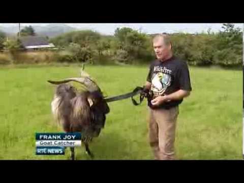 Goat crowned 'King Puck' in Kerry