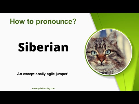 How to pronounce Siberian cat in English correctly