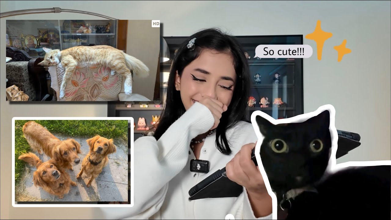 Reacting to your pets / loved animals 
