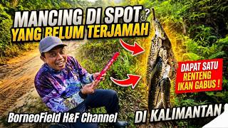 Download lagu Mancing ikan gabus di spot baru dapat Satu Renteng | Mancing Gabus di Kalimantan mp3 Download lagu Mancing ikan gabus di spot baru dapat Satu Renteng | Mancing Gabus di Kalimantan mp3