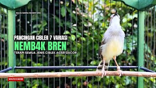 Download lagu suara burung CIBLEK GACOR NGEBREN Pancingan Ciblek Semi bahan jadikan ciblek kristal gacor Tarung mp3 Download lagu suara burung CIBLEK GACOR NGEBREN Pancingan Ciblek Semi bahan jadikan ciblek kristal gacor Tarung mp3