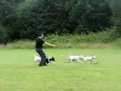 antrenament_xvid.avi