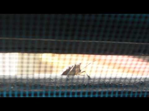 Zmoalăcazan - vremea.schitza / Oorchestrație Carasu (intro dis par cam)