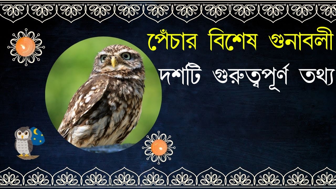 জেনে নিন পেঁচা সম্পর্কে বিশেষ তথ্য।। 10 Amazing facts about owl.