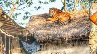 preview picture of video 'TIGER IN URJANAGAR(CTPS)'