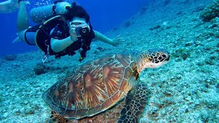Nature video(whatsapp status) Under diving sea ani