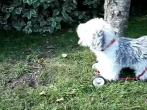 Artlist Collection : The Dog : Happy Life PSP