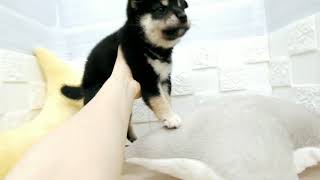 柴犬の動画01