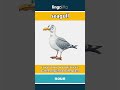 seagull - a white and gray bird that ... video thumbnail