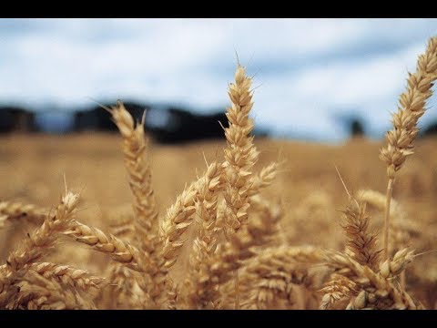 Ährenfusariumrechner - Ährenfusarium in Weizen gezielt behandeln - Ährenbehandlung Weizen
