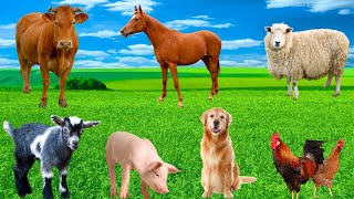 Farm Animal Moments - Cows, Goats, Roosters, Pigs, Sheep, Ducks - Animal Sounds