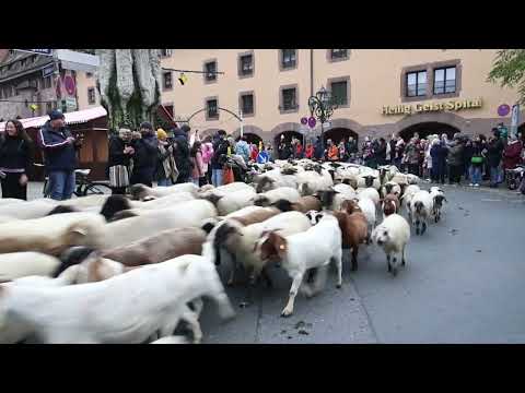 Schafsherde zieht wieder durch Nürnberg