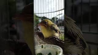 Download lagu Ciak Ciak Gacor KECIAL KUNING Masteran Kecial KUNING # SHORT # KECIAL KUNING # ANIMALS mp3