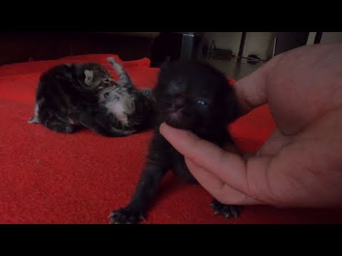 1 Week Old Kitten's Only One Eye Opened