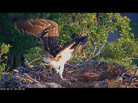 Savannah Osprey Chick Preens, Gives Wings a Workout (Edited) – June 7, 2018